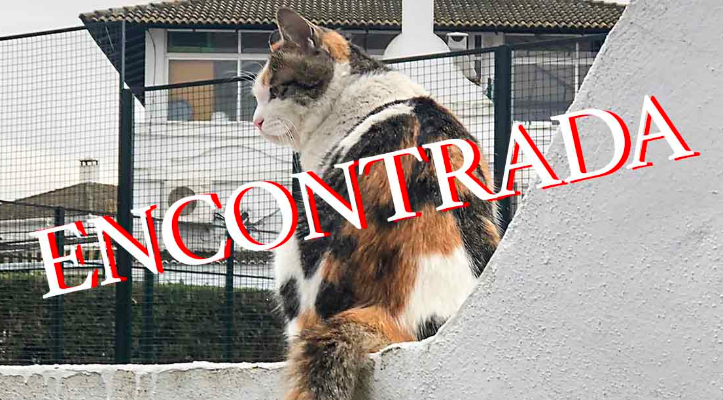 GATA DESAPARECIDA
