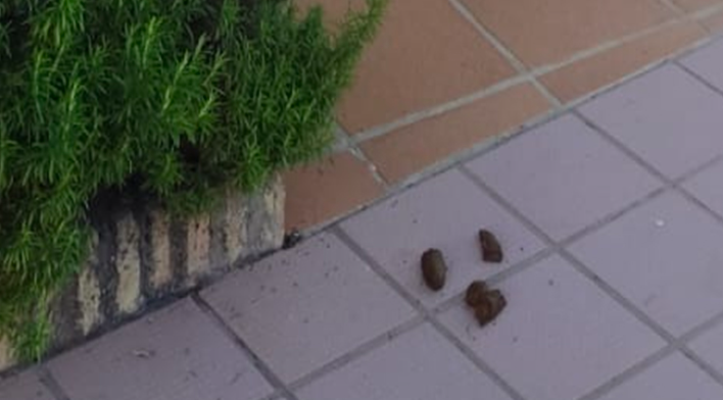 Recogida de excrementos de las mascotas