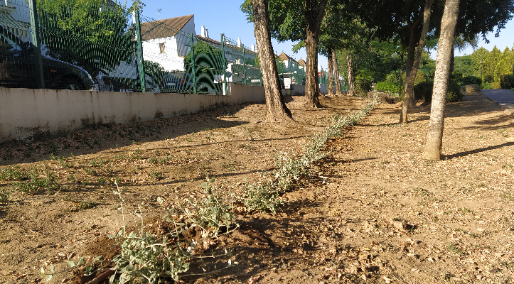 Plantación en el parque Multicultural 