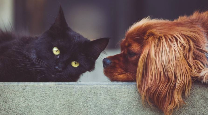 Responsabilidad de las mascotas sueltas en la comunidad.